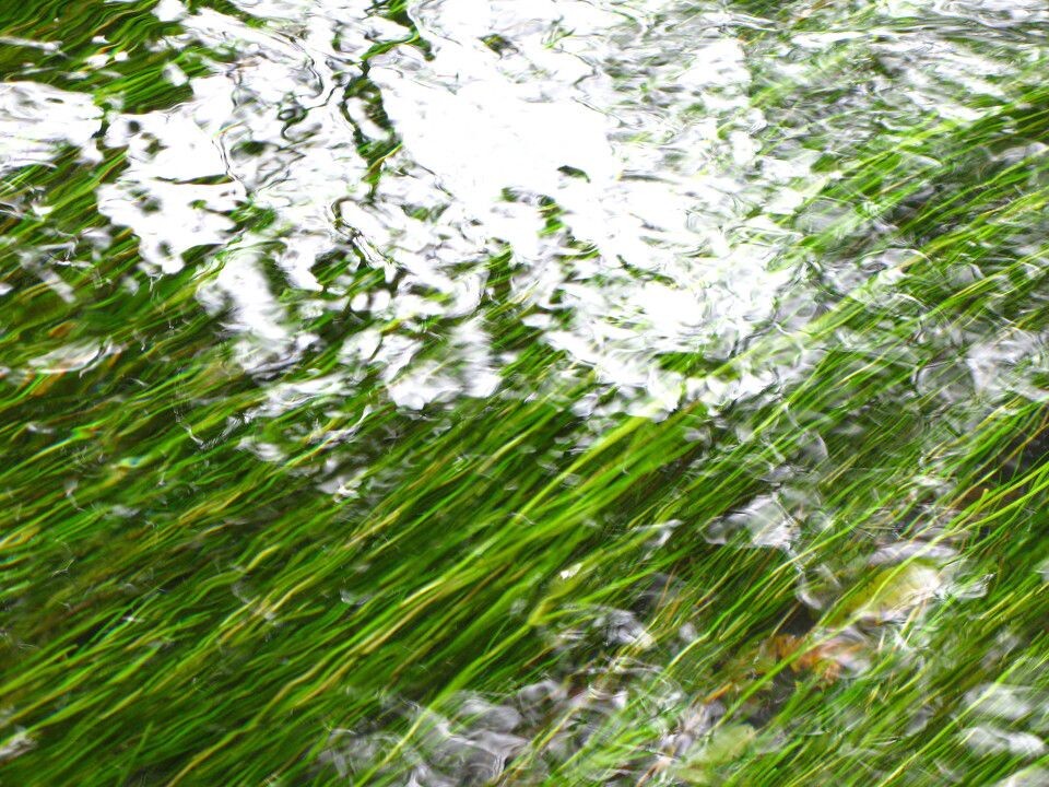 丽江 水草<br />
“那油油的青草，在水底招摇~~~”