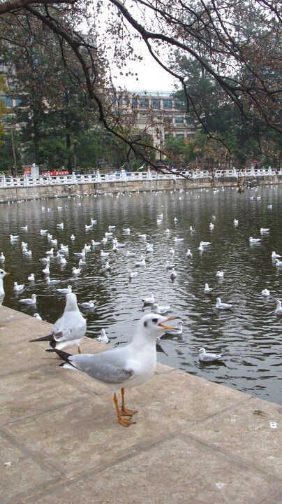 昆明 寻找温暖的红嘴鸥<br />

