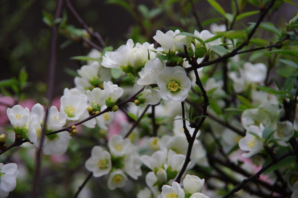 花季<br />
