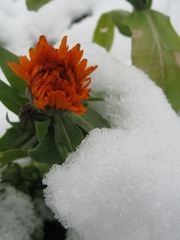 2010年的第一场大雪 058