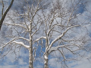 北海道的雪 025