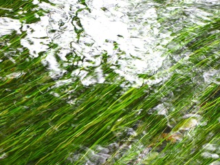 丽江 水草
