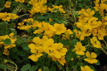 花季