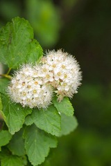 flower_5.JPG