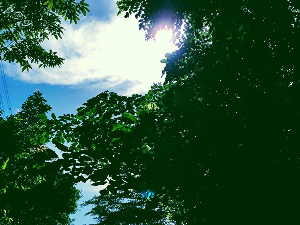 深圳这个炎热的夏天手机摄影者