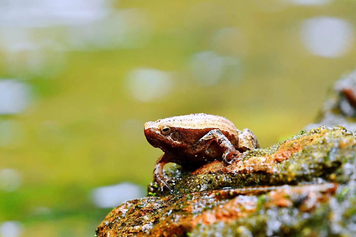 雨蛙- 森系自然 - 图虫