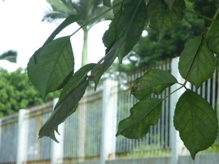 P1020076.JPG