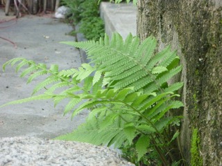 P1020275.JPG