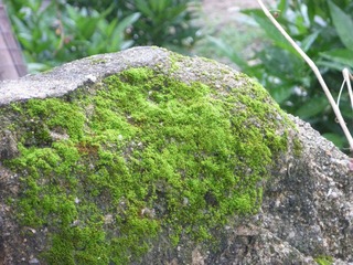 P1020335.JPG