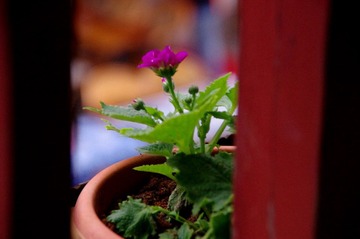 IMGP0059.JPG