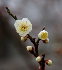 IMGP1203.JPG