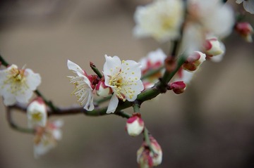 IMGP1204.JPG