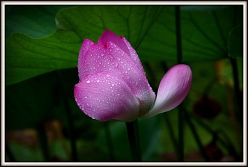 IMGP3462.JPG