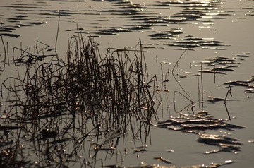 IMGP8923.JPG