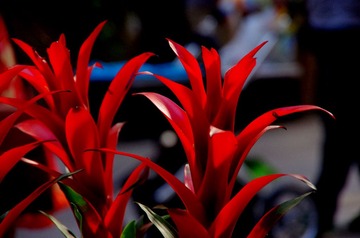 IMGP0283.JPG