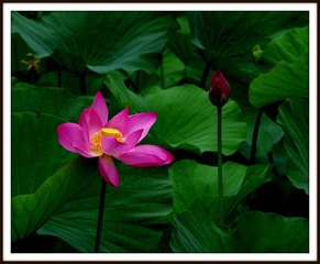 IMGP0827.JPG