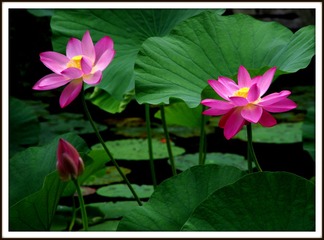 IMGP0781.JPG