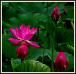 IMGP0905.JPG