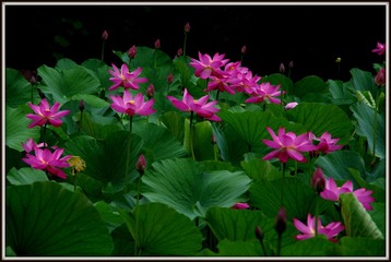 IMGP0813.JPG