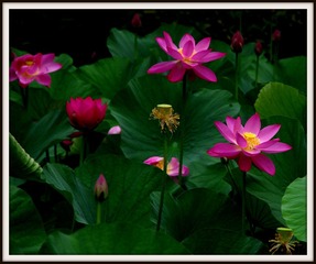 IMGP0823.JPG