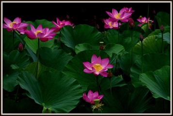 IMGP0826.JPG