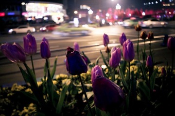 IMG_2370.jpg