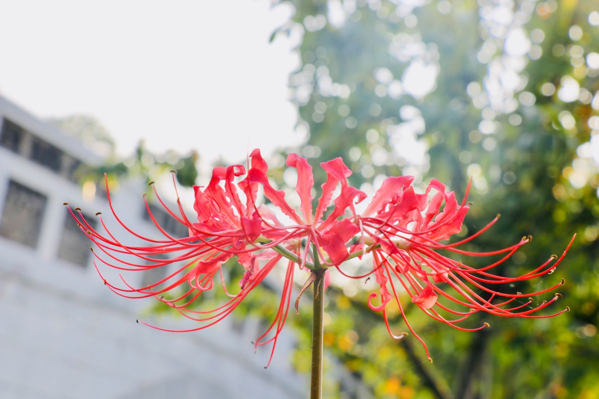 花叶生生不相见