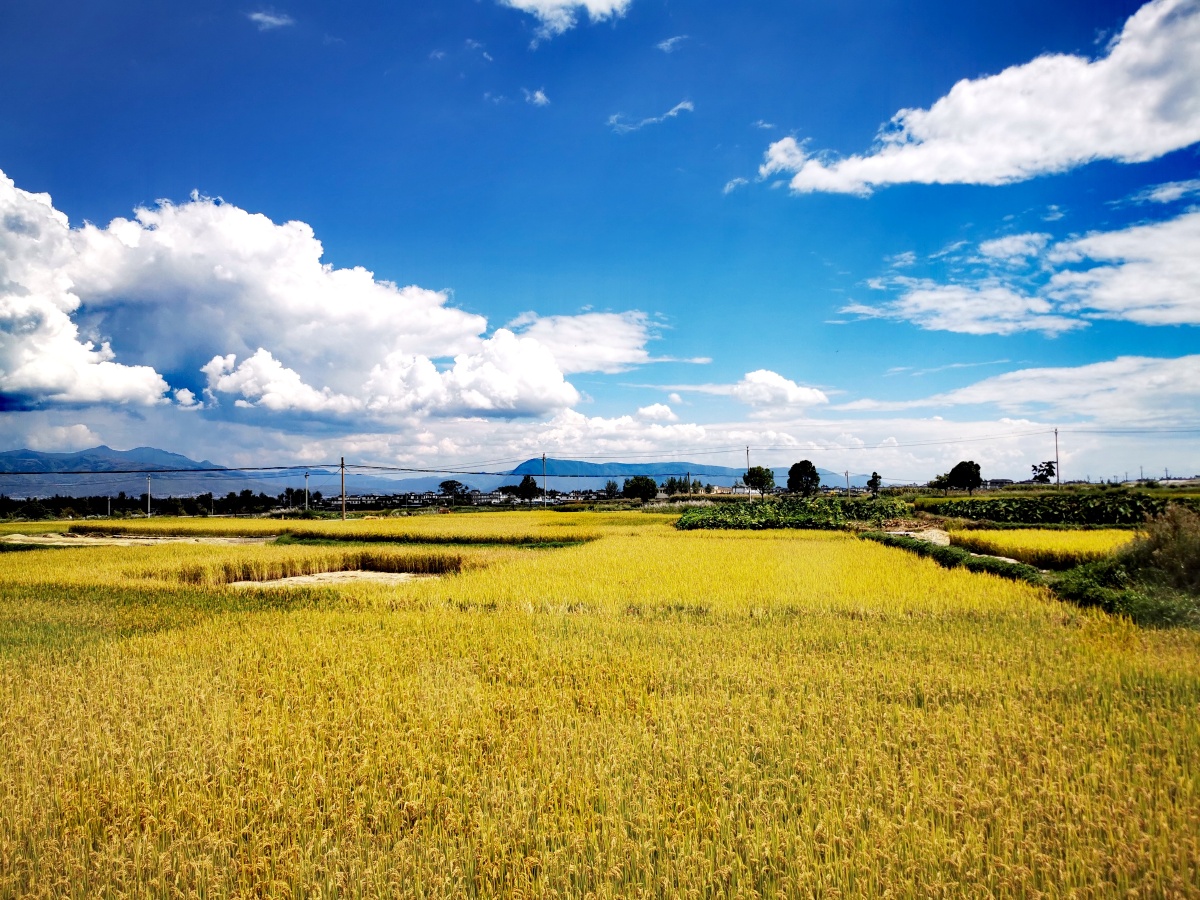 沉甸甸的稻穗在阳光下闪耀着金黄色的光芒低着头弯着腰以成功者谦卑的
