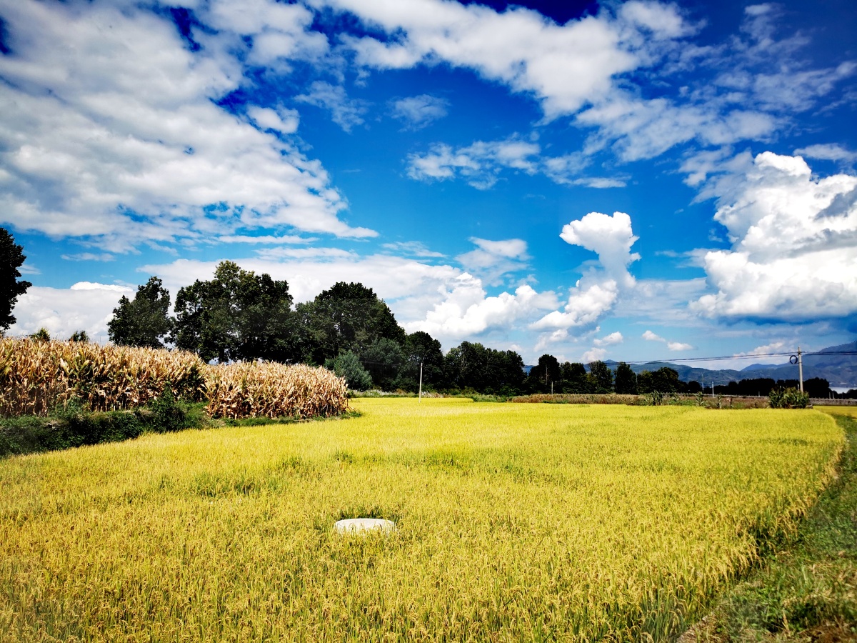 沉甸甸的稻穗在阳光下闪耀着金黄色的光芒低着头弯着腰以成功者谦卑的