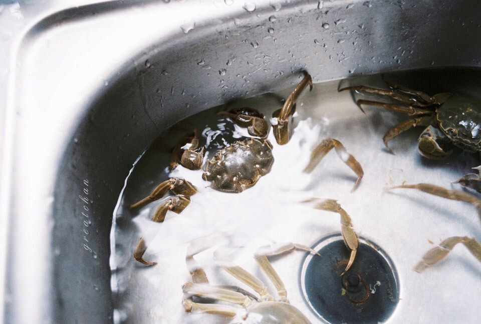 一.些日式的生活<br />
小确幸就是想吃蟹的时候它们就自动自觉的爬到了你家的水盆