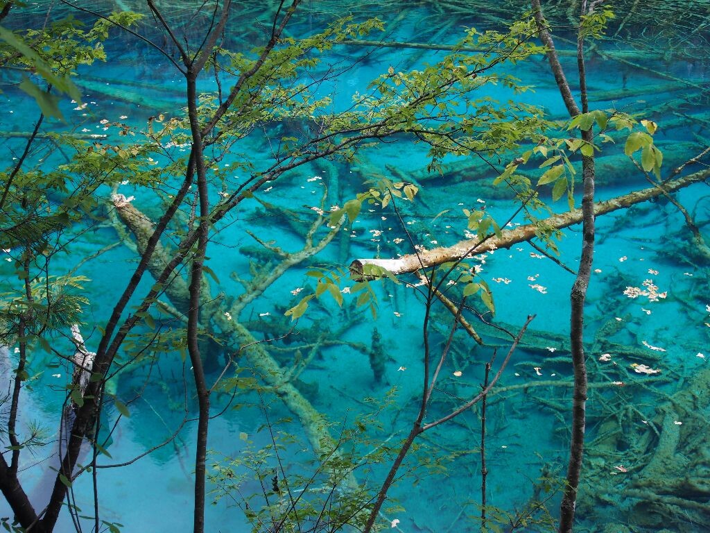 五花海 - 九寨沟,蓝白色的钙化水底,经营剔透的水层,与岸边阳光笼罩的植物,相得益彰。