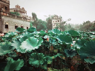 碎雨听菏