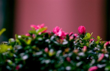 DSC_8782.jpg