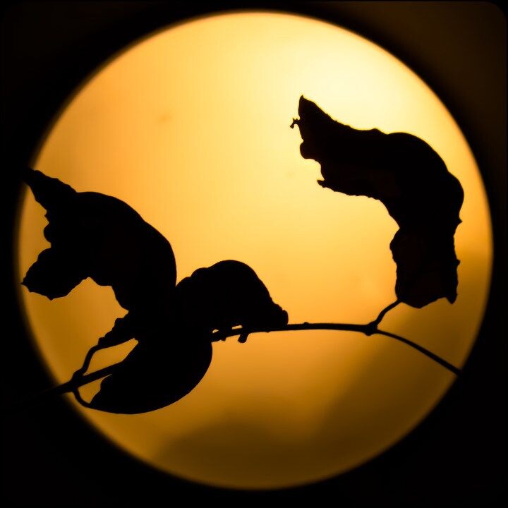 举杯邀明月<br />
路旁发现的枯叶，本想待黄昏拍上几张，谁知吃饭误时。晚上会商品楼，看到头顶橘红色的灯……忽生念头……