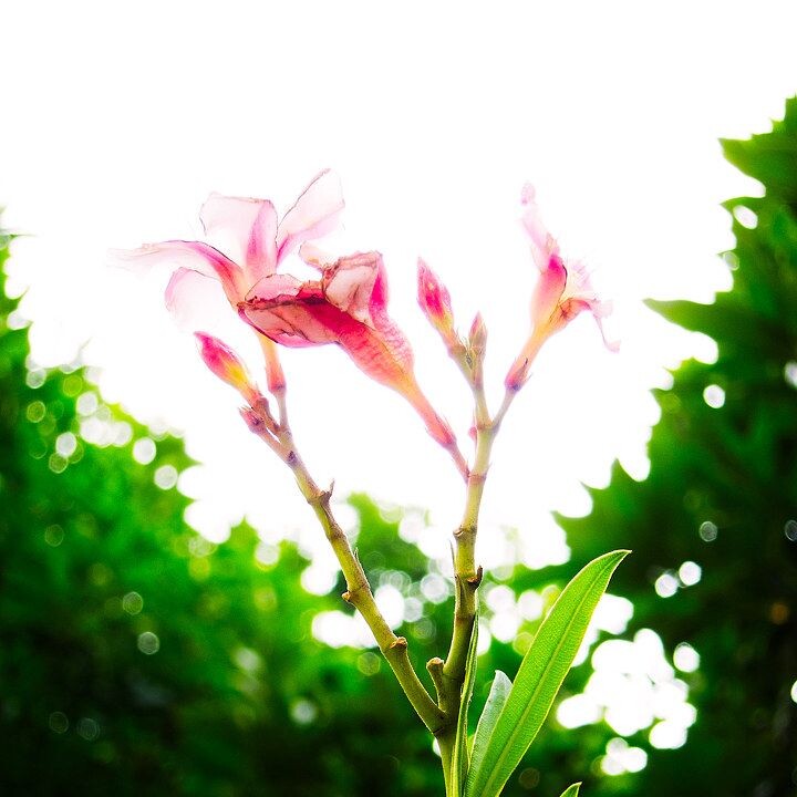 2012十月IMG_2496<br />

