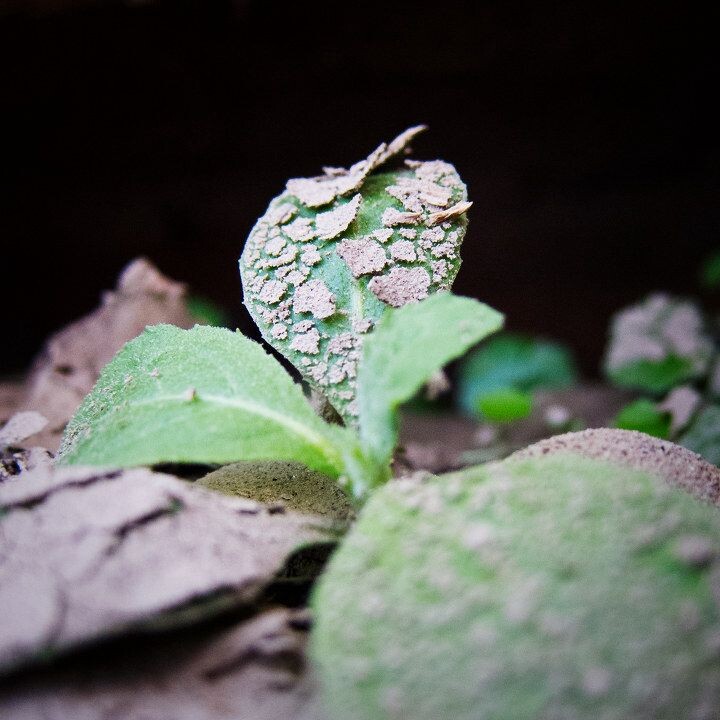 2012十一月IMG_0080<br />
