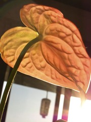 2011 12 10 家 (3 - 11).jpg