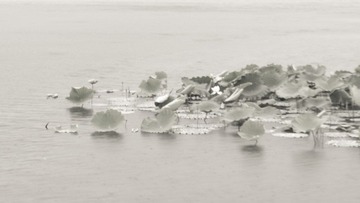 2012六月IMG_6581.jpg