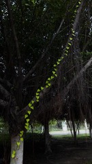 2012六月IMG_6754.jpg