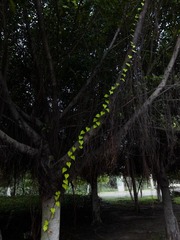 2012六月IMG_6754.jpg