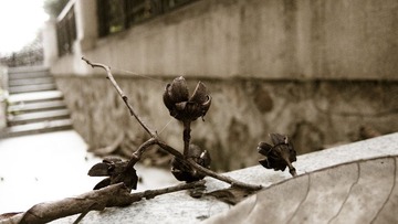 2012八月IMG_0371.jpg