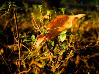 2012九月IMG_0045.jpg