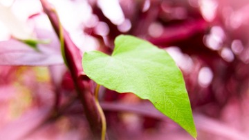 2012九月IMG_2159.jpg