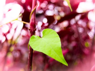 2012九月IMG_2156.jpg