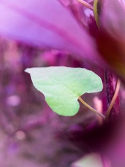 2012九月IMG_2145.jpg