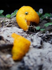 2012十一月IMG_0058-编辑.jpg
