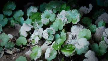 2012十一月IMG_0076-编辑.jpg