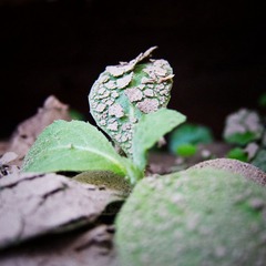 2012十一月IMG_0080-编辑.jpg