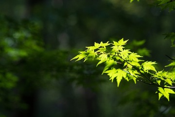 2C30FCF0-EC21-4A09-9B27-E42E457D5387/L0/001