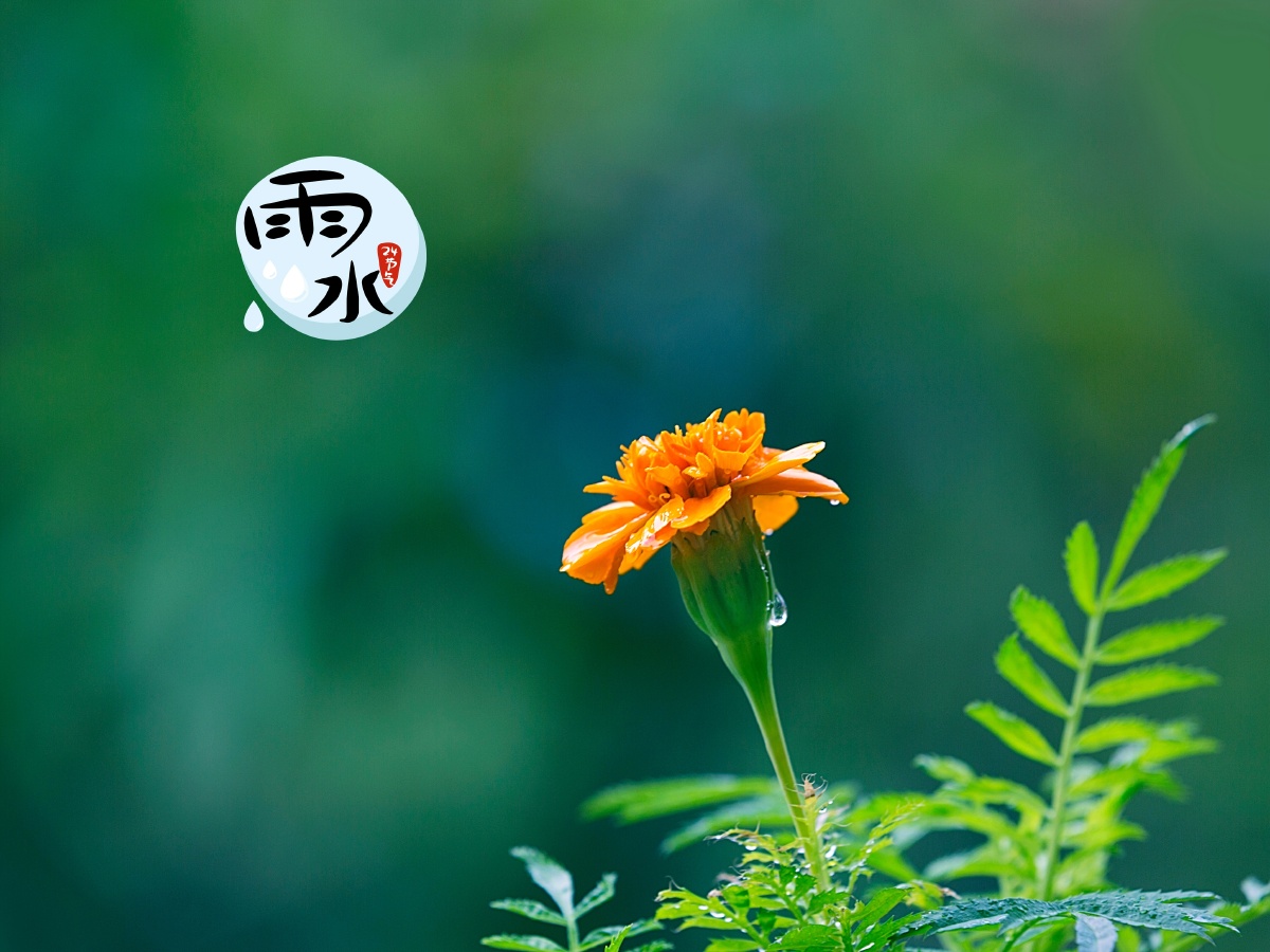 2021年02月17日·《今日雨水》【手机摄影365第6季048天总第1875天】